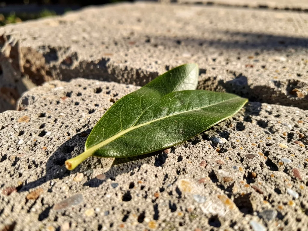 Hoja de olivo sobre hormigón valenciano con luz de tarde