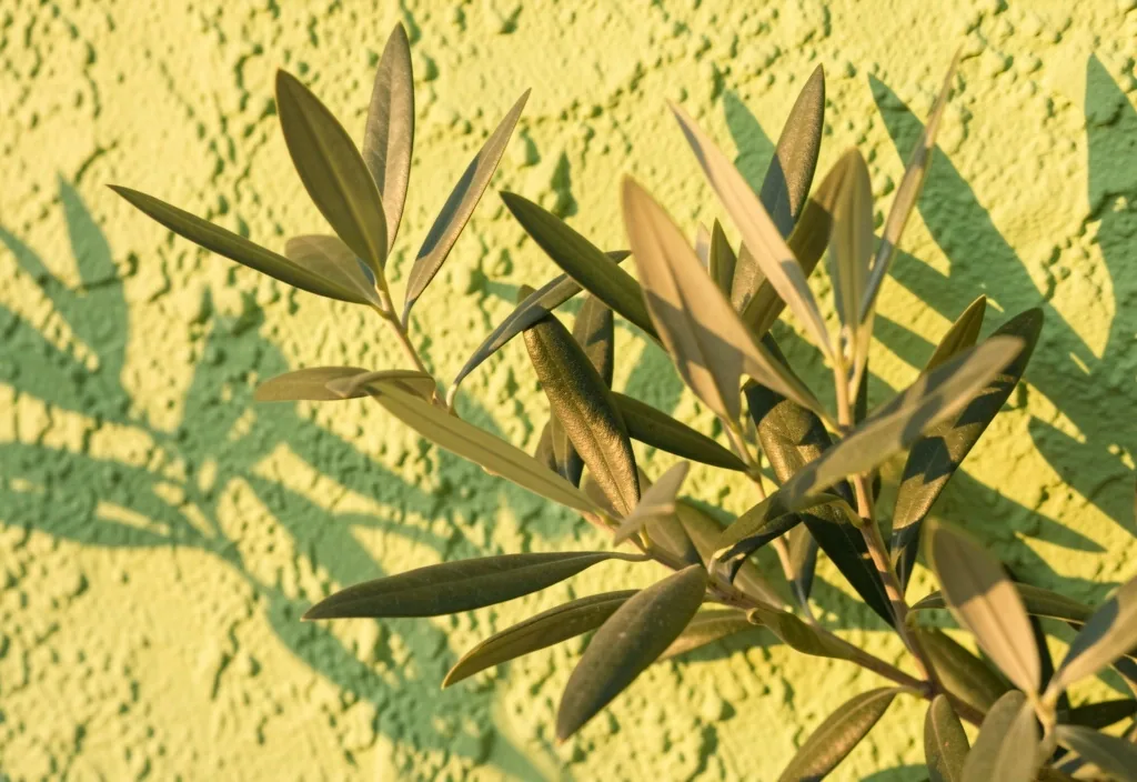 Hojas de olivo iluminadas por la tarde junto a un muro